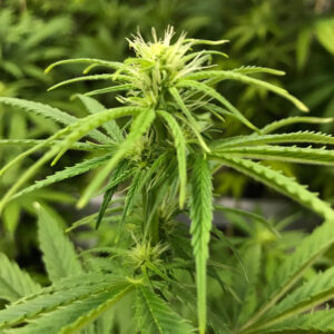 Mehr über den Artikel erfahren CSC Seniorinnen Leipzig